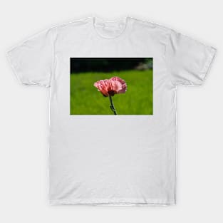 Pink poppy 2 T-Shirt